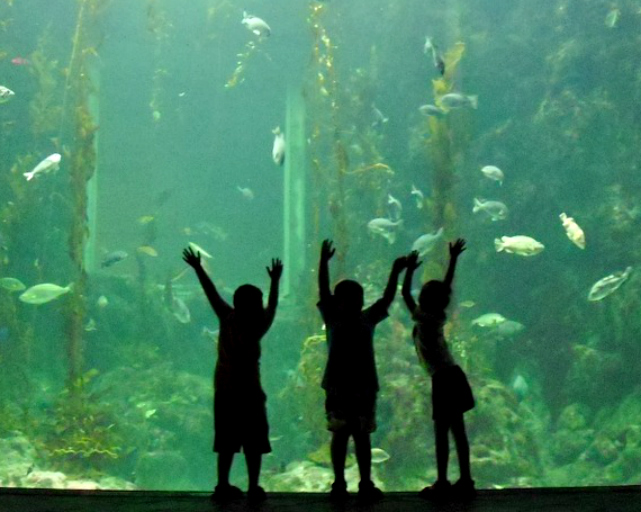 Mermaid Anna Meet & Greet at Blue Reef Aquarium Hastings in East Sussex