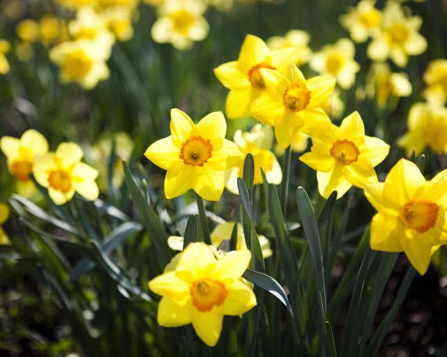 Warning to parents Don’t pick the Daffodils Families Online